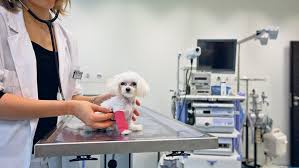 Wieviel kostet ein platz auf dem tierfriedhof? Was Die Tiermedizin Kosten Darf Nzz