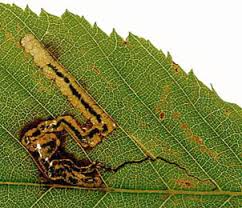 Image result for Stigmella floslactella