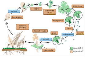 Ini adalah tumbuhan tingkat tinggi yang menunjukkan kemampuan beradaptasi yang tinggi terhadap lingkungan darat. Generasi Sporofit Pada Pteridophyta Adalah