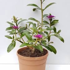 Image result for Pereskia