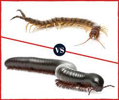 Millipede (differences, comparisons and facts) centipede vs. What S The Difference Between Centipedes And Millipedes Pest Control Nyc