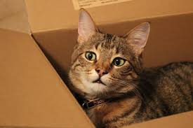 If your feline friend ingests too much peanut butter at once. Why Do Cats Like Boxes Planet Feline