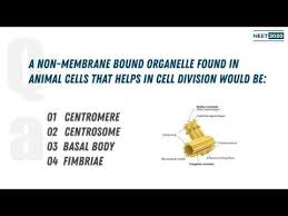 Does animal cell have non membrane bound organelles. Non Membrane Bound Organelle Found In Animal Cells That Helps In Cell Division Would Be Neet 2020 Youtube