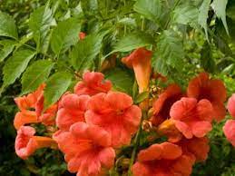 Trumpet vine is a beautiful but invasive plant this perennial will give you flowers and attract swarms of hummingbirds all summer, but you'll need to watch that it doesn't take over your yard. Trumpet Vine Is A Beautiful But Invasive Vine Hgtv