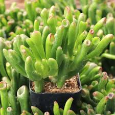 Image result for Crassula globularioides