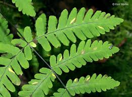 Image result for Dryopteris kilemensis