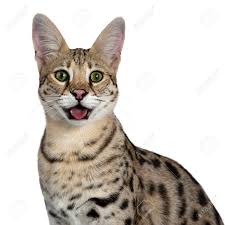 Developed to give the impression of grandeur and dignity of lacking the high contrast of black with white color combination. Head Shot Of Cool Young Adult Savannah Cat Facing Front Looking Stock Photo Picture And Royalty Free Image Image 120032381