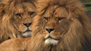 pin by karen howatt miniaci on barbary lion majestic animals african animals lion pictures