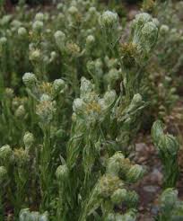 Image result for Gutenbergia polycephala