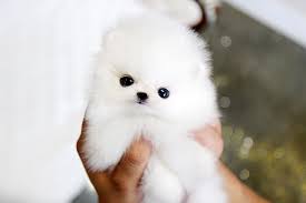 White Pomeranian Puppies Where To Buy For Sale I Search I Share