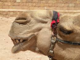 A pensioner was caught pulling out hair from a camel at the dalian forest zoo on may 31. Drinking Camel Urine Scott Brown S Cerebral Caffeine