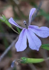 Image result for Lobelia anceps