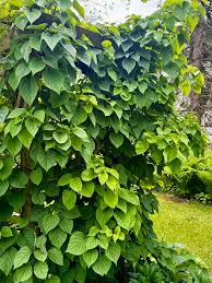 Image result for Lycium schizocalyx