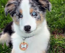 Of images custom printed navy anchor, heart shaped dog or cat tag. 15 Of The Coolest Handmade Dog Tags You Ll Find On The Whole Internet