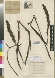 Image result for Disa welwitschii