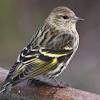Its ability to use these fruits allows it to winter farther north than other warblers, sometimes as far north as newfoundland. Https Encrypted Tbn0 Gstatic Com Images Q Tbn And9gcq4l12fbwaufq6avvi6verwxrm4crmoy5aowjh5 7rdbrotq3ee Usqp Cau