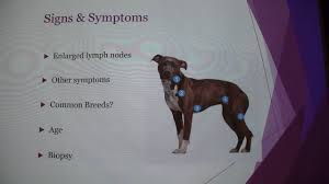 How can i tell if my dog is in heat? Canine Lymphoma Youtube
