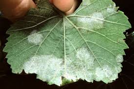 Image result for peronospora grapevine