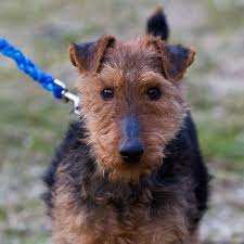 Image result for velšteriér