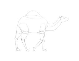 Natur tiere süße tiere raben und krähen exotische vögel vögel kunst tierfotografie tiere zeichnen niedliche tiere wilde tiere. Wie Zeichnet Man Ein Kamel Design Illustration Website Entwicklung Computerspiele Und Mobile Anwendungen