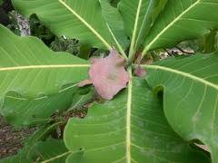 Image result for Terminalia macroptera