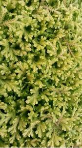 Image result for Salacia kraussii