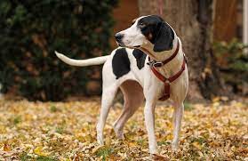 Black and white treeing walker coonhound. Treeing Walker Coonhound Dog Breed Bechewy