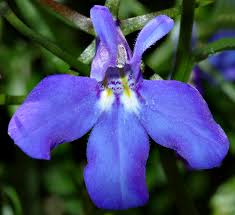 Image result for Lobelia flaccida