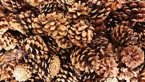 Comment faire si on n'est pas d'accord avec ses parents? Peut On Utiliser Des Pommes De Pin Broyees Pour Pailler Dans Le Jardin