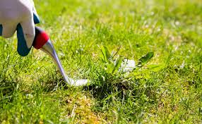 Creeped in from a neighbor, i'd rather have poison ivy. How To Get Rid Of Crabgrass The Easy Way