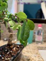 Fukien tea has an attractive gray bark with darker, warty elevated areas. Help Fukein Tea Tree Wilting Bonsai Nut