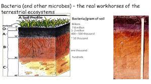 Perc Rite Drip Dispersal Introduction To Homeowners Oakson Youtube