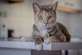 And soon everyone fell in love. Famous Cat Names From History Giggle Pets