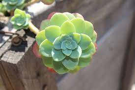We did not find results for: Succulent Growing Long Stem What To Do About It Succulents Grower