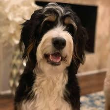 Michigan bernedoodle puppies, marlette, michigan. Bernedoodle Puppies By Bear Paws Home Facebook