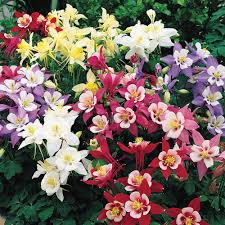 Image result for Aquilegia pompom mix