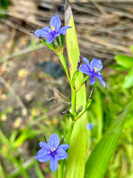 Image result for Aristea angolensis