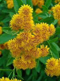 Image result for Pentanema