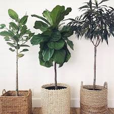 Pin On House Plants Decor