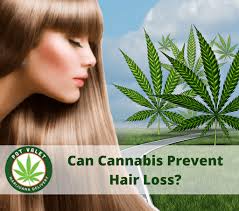 In 2019, researchers performing a study at bournemouth university in the uk found that hemp oil can help promote hair growth, offer moisturizing benefits, and even protect hair. Can Cannabis Prevent Hair Loss Marijuana Delivery Pot Valet