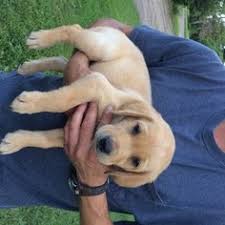 This can be a dangerous and costly mistake if the website turns out to be a scam or puppy mill. Lab Puppies For Sale Mn Petfinder