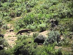 Peru 2012 Pampas Cat Leopardus Pajeros It Is Pajero The Car Is Named After This Animal Endangered Species Animals Species