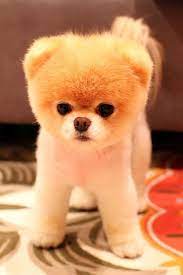 The 20 Cutest Puppies In The World Cute Baby Dogs Cute Puppies Very Cute Dogs