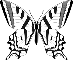 We did not find results for: Simple Black And White Butterfly Drawing