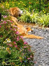 Pin On Mom Garden