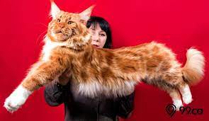 Mengenal ras kucing maine coon maine coons adalah kucing terbesar dari semua ras kucing domestik. 6 Fakta Menarik Kucing Maine Coon Cara Merawatnya Gemesin