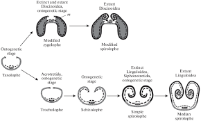 Image result for Pentarhopalopilia