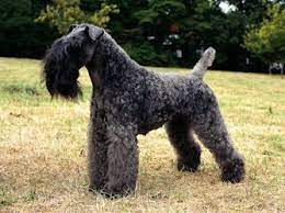kerry blue terrier kopek hayvanlar hayvanlar alemi