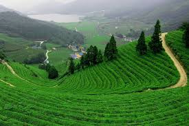 Beautiful tea garden rows scene isolated with blue sky and cloud, design concept for the tea product background, copy space, aerial view beautiful tea garden. 7 Best Places For Tea Plantation Trails In India Trawell Blog