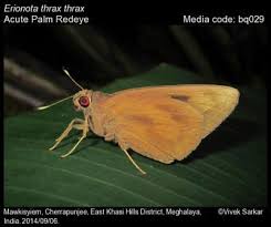 Image result for Tinnea eriocalyx